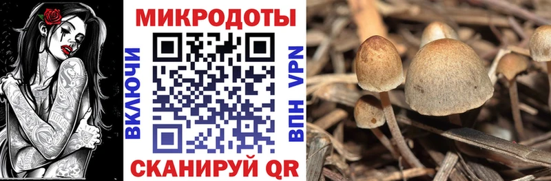 Галлюциногенные грибы Psilocybine cubensis Сосновый Бор
