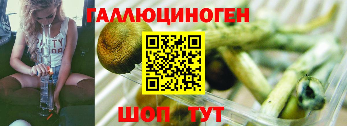 Псилоцибиновые грибы GOLDEN TEACHER  Галлюциногенные грибы прущие грибы  Вход с VPN  Сосновый Бор 